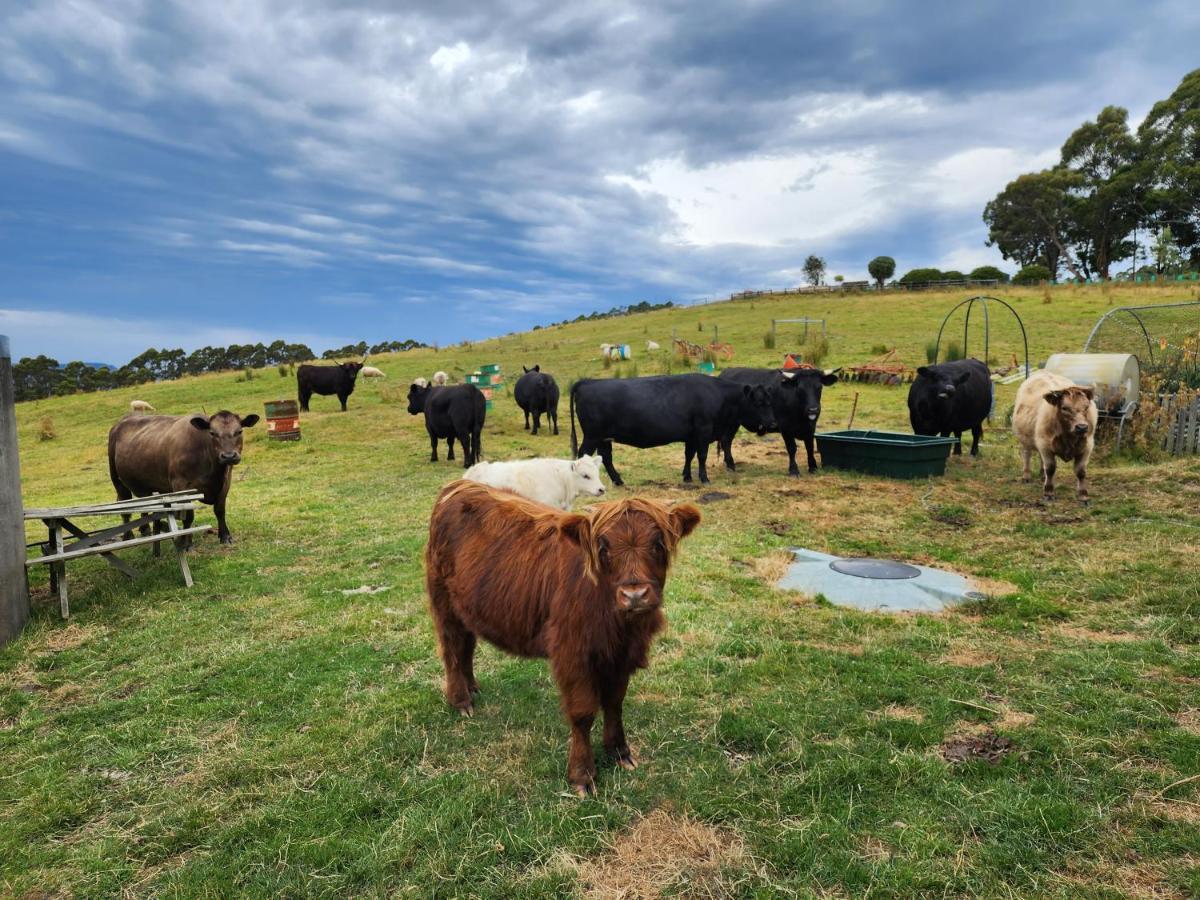 Ruby'S Cottage Farm Stay Port Arthur Exterior photo